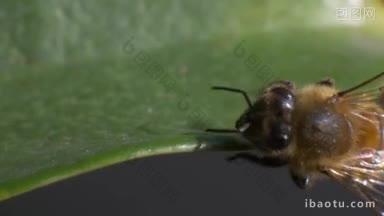 一只蜜蜂挣扎着不从树叶上掉下来的微距镜头